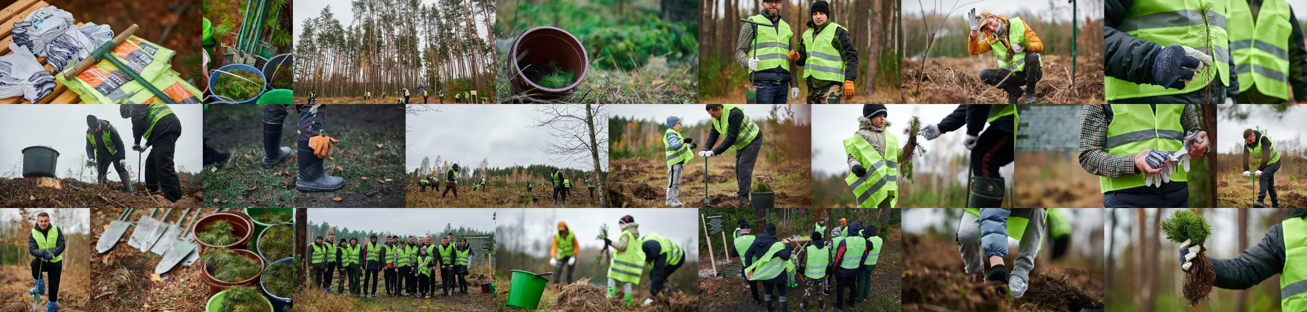 TREEPLIYA reforestation project